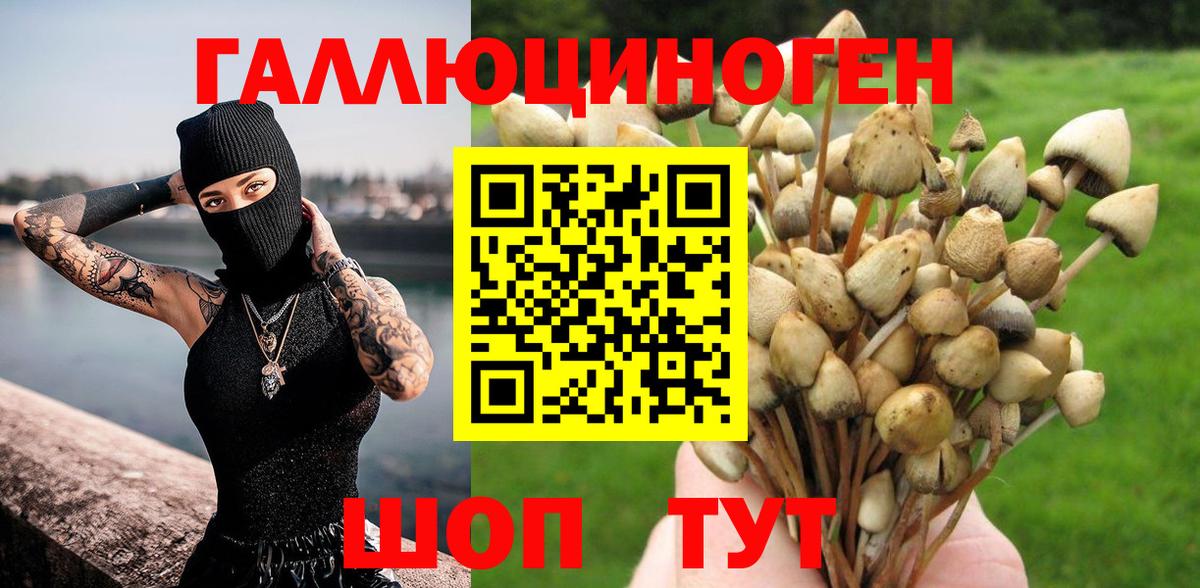 Галлюциногенные грибы Psilocybine cubensis Горно-Алтайск