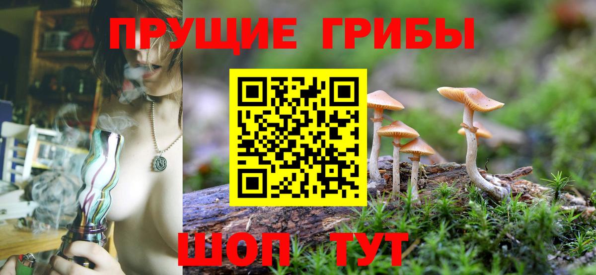 Горно-Алтайск  Псилоцибиновые грибы Cubensis  Вход с VPN 